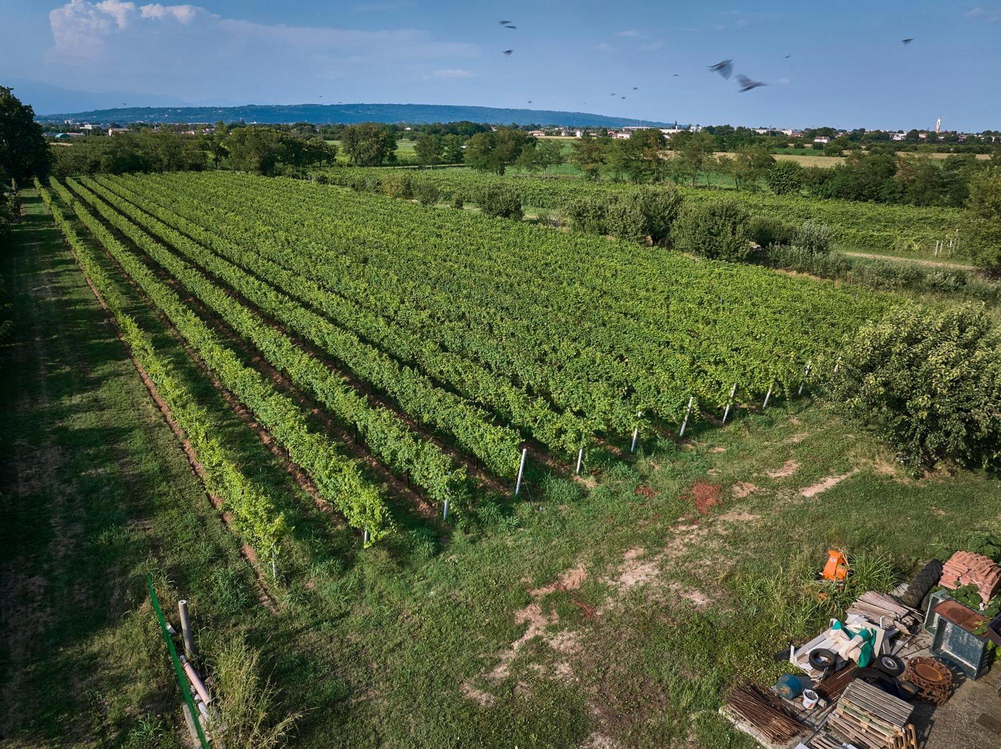 Agriturismo Zappare Farm Hotel Trevignano Exteriör bild