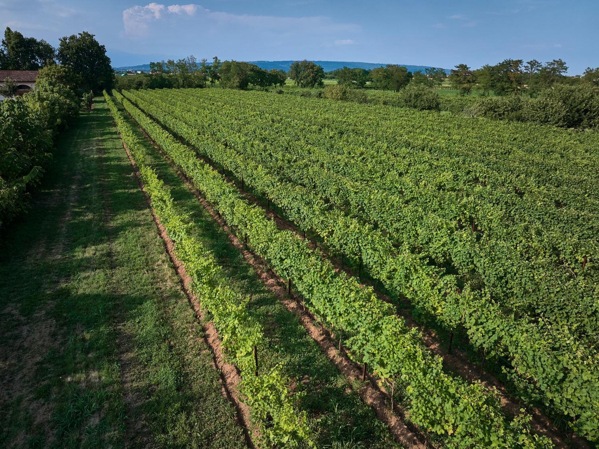 Agriturismo Zappare Farm Hotel Trevignano Exteriör bild